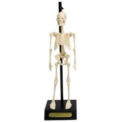 William Valentine Anatomical Skeleton Educational Model & Stand Office Gifts