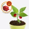 Heebiejeebies Carolina Reaper Worlds Hottest Chilli All-In-One Grow Kit