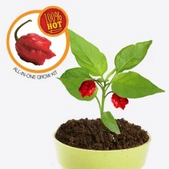 Heebiejeebies Carolina Reaper Worlds Hottest Chilli All-In-One Grow Kit