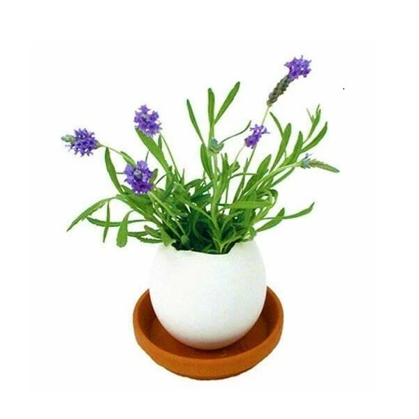 Outliving Eggling Crack & Grow Planter Kit With Tray Sports And Outdoors 5 Outliving Eggling Crack & Grow Planter Kit With Tray Sports And Outdoors