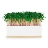 Steady Sticks Urban Greens Microgreens Growing Kit - Pink Kale Foodie