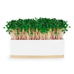 Steady Sticks Urban Greens Microgreens Growing Kit - Pink Kale Foodie