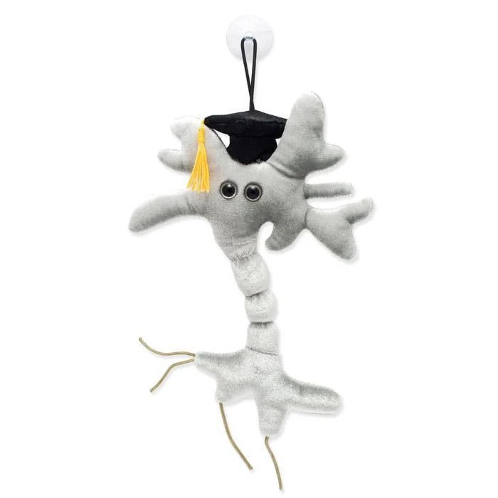 Heebiejeebies Giant Products Graduation Brain Neuron Cell Plush Toy | Giant Microbes 4 Heebiejeebies Giant Products Graduation Brain Neuron Cell Plush Toy | Giant Microbes