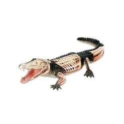 Mdi Crocodile 4D Anatomy Model Science STEM Toys 7 Mdi Crocodile 4D Anatomy Model Science STEM Toys
