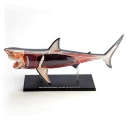 Mdi Science STEM Toys Great White Shark 4D Anatomy Model