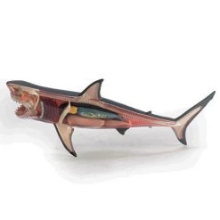 Mdi Science STEM Toys Great White Shark 4D Anatomy Model