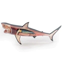 Mdi Science STEM Toys Great White Shark 4D Anatomy Model