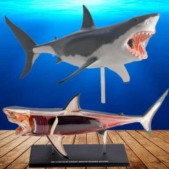 Mdi Science STEM Toys Great White Shark 4D Anatomy Model