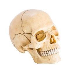 Mdi Human Skull Anatomy Model Puzzle | 4D Science STEM Toys