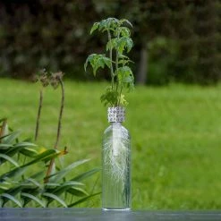 Heebiejeebies Bottle Grower - Tomato Seed
