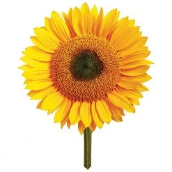 Heebiejeebies Giant Sunflower Growing Kit Giant Products