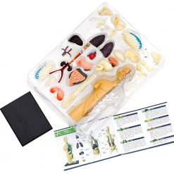 Science & Nature Human Body Anatomy Model Kit Science STEM Toys 11 Science & Nature Human Body Anatomy Model Kit Science STEM Toys