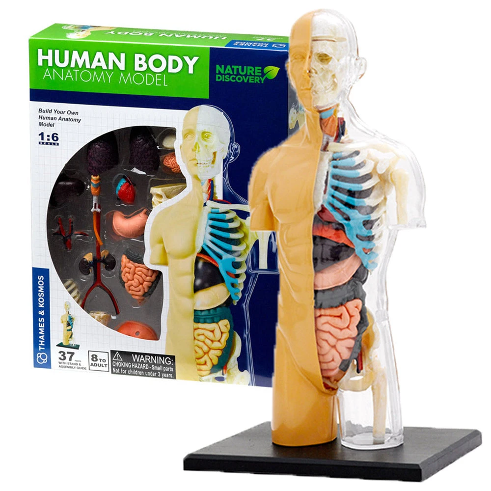 Science & Nature Human Body Anatomy Model Kit Science STEM Toys 3 Science & Nature Human Body Anatomy Model Kit Science STEM Toys