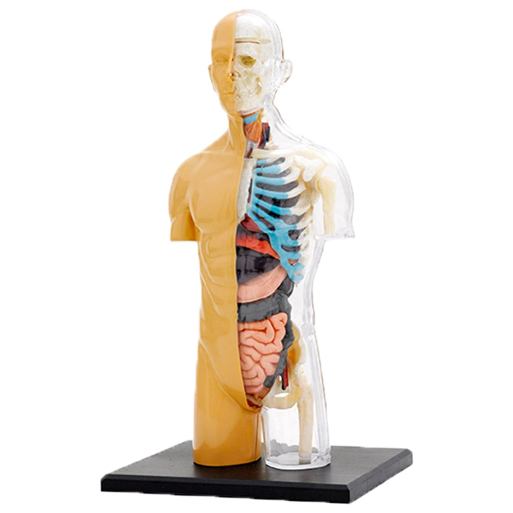Science & Nature Human Body Anatomy Model Kit Science STEM Toys 4 Science & Nature Human Body Anatomy Model Kit Science STEM Toys