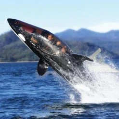 WTF Killer Whale Submarine Everything