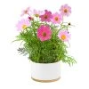 Steady Sticks Gifts For Sisters Mixed Dwarf Cosmos Flower Growing Kit 1 Steady Sticks Gifts For Sisters Mixed Dwarf Cosmos Flower Growing Kit