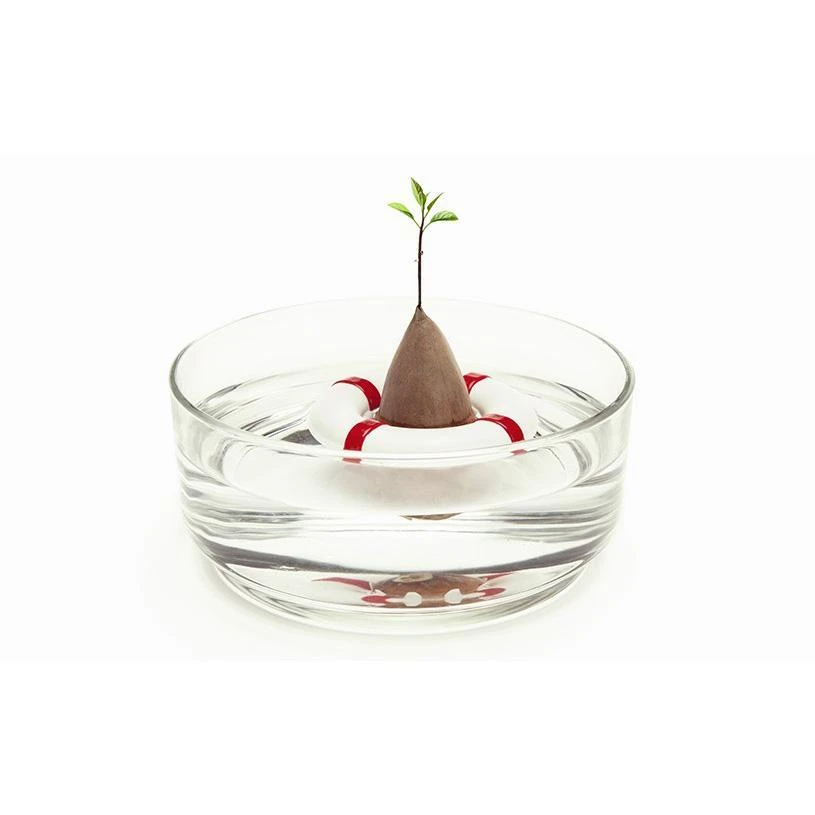 Optoco Seed Guard - Grow Your Own Avocados! 4 Optoco Seed Guard - Grow Your Own Avocados!