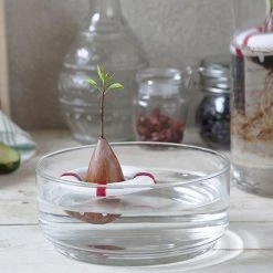 Optoco Seed Guard - Grow Your Own Avocados! 17 Optoco Seed Guard - Grow Your Own Avocados!