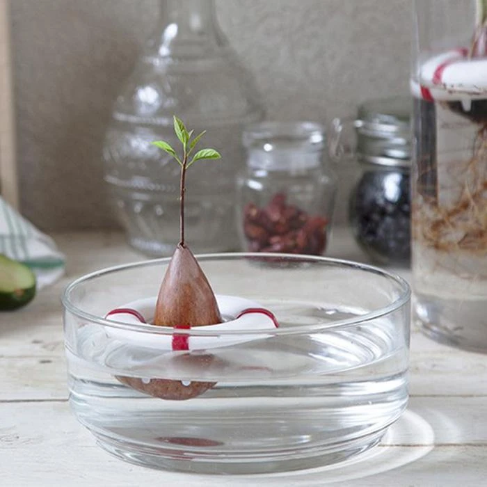 Optoco Seed Guard - Grow Your Own Avocados! 10 Optoco Seed Guard - Grow Your Own Avocados!