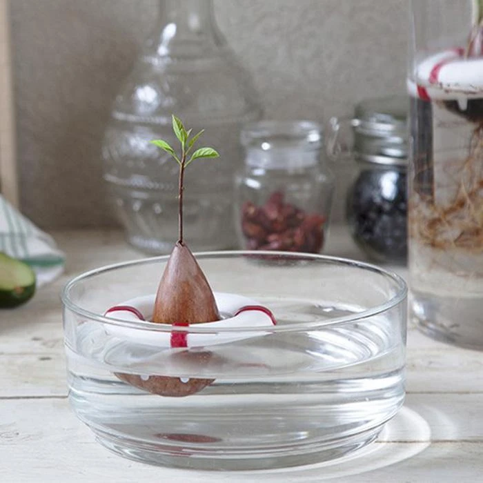 Optoco Seed Guard - Grow Your Own Avocados! 3 Optoco Seed Guard - Grow Your Own Avocados!